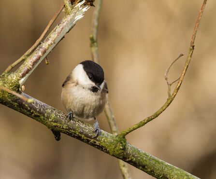 A willow tit perched on a branch, looking down, its black cap prominent