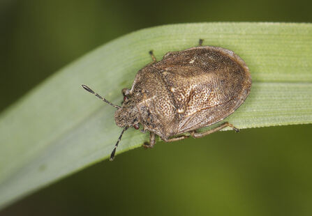 A turtle shieldbug standing on a leaf. It's a small, brown shieldbug with a knob-like project either side of the head