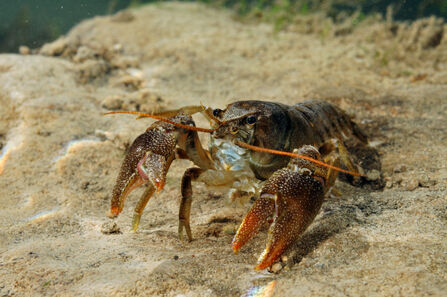 A white-clawed crayfish rests on a sandy riverbed underwater. The brown crustacean faces the camera with its large pincers raised slightly, displaying pale inner claws and long orange antennae extending outward.