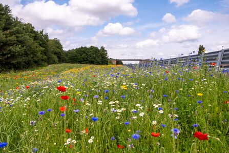 Wildflower meadow in summer