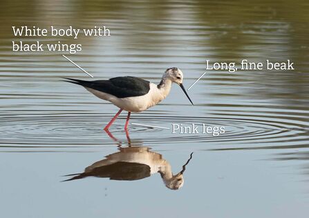 A black-winged stilt wading through water. It's labelled with key identification features, including the white body with black wings, long fine beak and pink legs