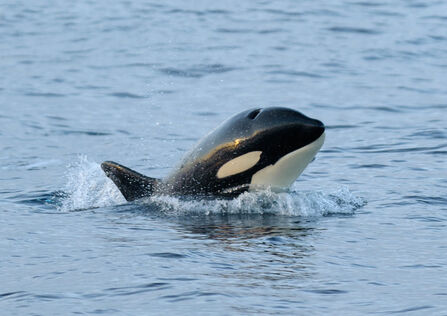 An orca surfacing from a slightly choppy sea. It's a large, robust black dolphin with a white underside and white oval eye spot.