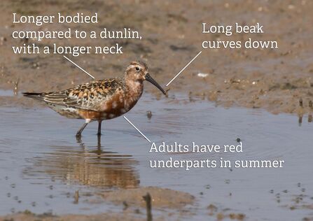 A curlew sandpiper wading through a shallow, muddy pool. It's a long-bodied wader with fairly long legs and a downcurved beak. It has orange-red underparts and a spangled back