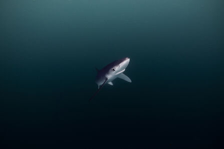 A blue shark swimming out of darkness in the sea. It's a beautiful, sleek shark with a blue-grey back and paler belly