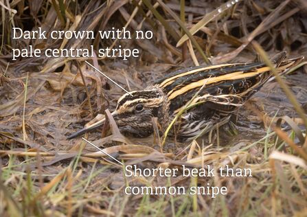 A jack snipe huddled down amongst grass and reed stems. It's annotated with key identification features: the shorter beak than a common snipe and the dark crown, with no pale central stripe