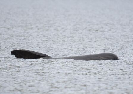 A long-finned pilot whale surfacing in a slightly rippling sea. It's a stocky dark grey whale with a bulbous head and a wide-based, backswept chunky dorsal fin