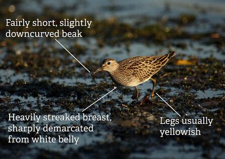 A pectoral sandpiper stalking across a shallow wetland. It's a brown bird with a heavily streaked breast constrasting sharply with a white belly. The photo is annotated with key ID features