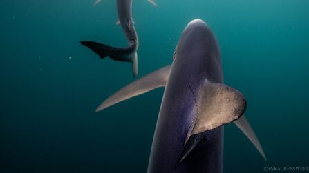 Two blue sharks swimming through the sea. Just the tail is visible of one, swishing through the water. The other shows a purple sheen to its grey back