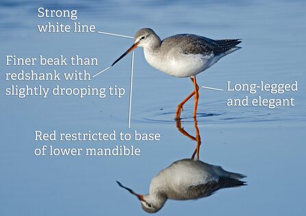 A spotted redshank wading through water on its long orange-red legs. It's annotated with key ID features, including the strong white supercilium, the fine beak with a red base to the lower mandble, and the long legs and elegant profile