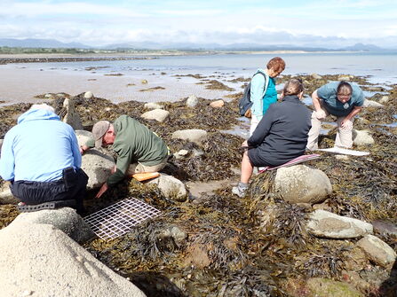 Two small groups of people crouched on a rocky shoreline which is liberally covered with seaweed, surveying rockpools