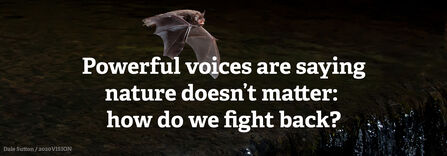 A Daubenton's bat in flight, calling. Text reads Powerful voices are saying nature doesn't matter: how do we fight back?