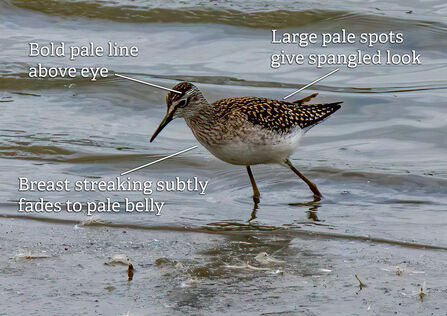 A wood sandpiper wading through shallow water. It's annotated with key identification features: the bold pale line above the eye, the large pale spots on the back giving a spangled appearance, and the breast streaking subtly fading to the pale belly