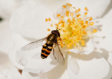 A marmalade hoverfly nectaring on a white flower. The hoverfly has orange and black bands on its abdomen