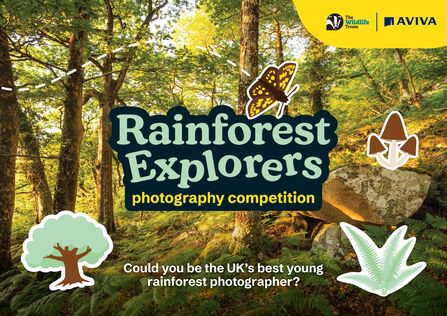 The front cover of a toolkit for the rainforest explorers photography competition, featuring a beautiful photograph of a temperate rainforest. Text reads: Could you be the UK's best young rainforest photographer?