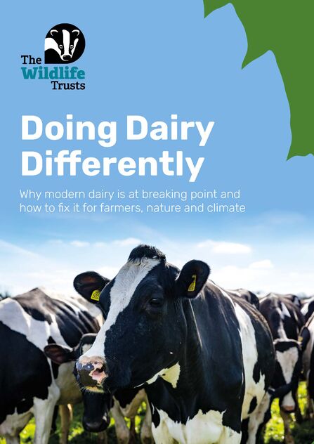 Front cover of the Doing Dairy Differently report