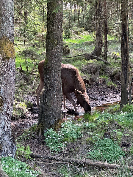 An elk drinking from a puddle in a woodland