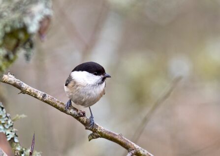 A willow tit perched on a branch. It's a small brown bird with a matt black cap, a messy black bib and very white cheeks