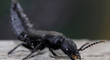 Devil's coach horse | The Wildlife Trusts