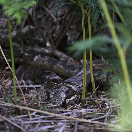 a nightjar sitting on the floor, perfectly camouflaged, surrounded by ferns and twigs
