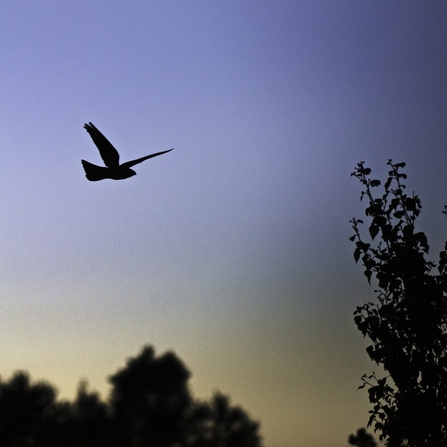 The silhouette of a nightjar as it flies across a dusk sky, deep blue with orange hues towards the horizon