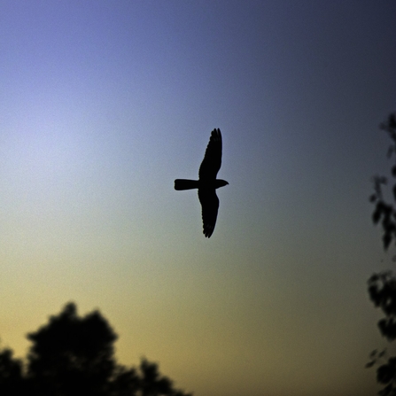 The silhouette of a nightjar as it flies across a dusk sky, deep blue with orange hues towards the horizon