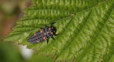 The larva of a 7-spot ladybird scurrying across a leaf.