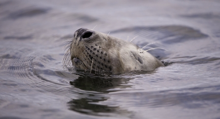 A young grey seal (Halichoerus grypus, probably a male) closes its eyes at it submerges beneath the surface. Taken in the evening