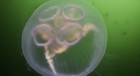 Moon Jellyfish The Wildlife Trusts