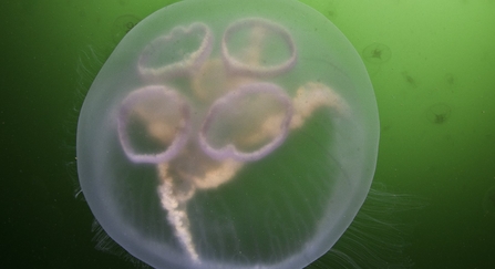 Moon Jellyfish The Wildlife Trusts Moon Jellyfish The Wildlife Trusts