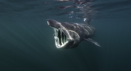 A basking shark (Ceterhinus maximus) feeding at the surface on plankton.