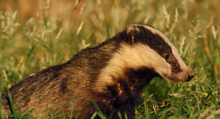 Badger