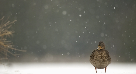 Mallard Anas platyrhynchos An adult female on a frozen lake in falling snow. Derbyshire, UK