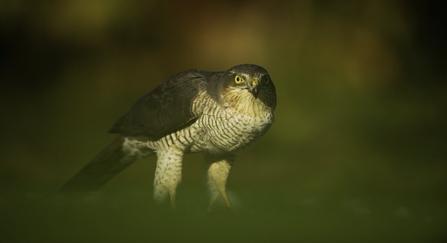 Bird of Prey Calls and Identification UK - Woodland Trust