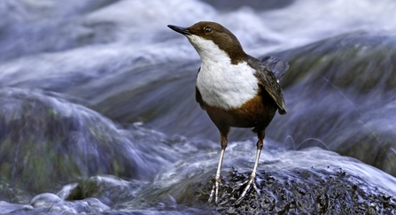 Dipper (Cinclus cinclus) on river Brecon Beacons National Park,Wales, UK 