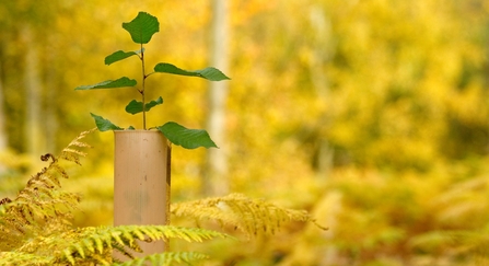 sapling