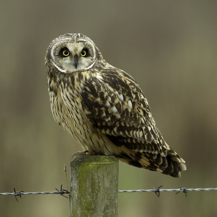 British Birds of Prey & Owls A4 Identification Chart Wildlife