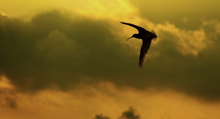 Curlew, Numenius arquata, in flight at dusk. Peak District National Park, UK - Ben Hall/2020VISION