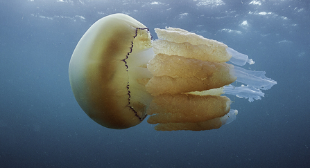 Barrel jellyfish