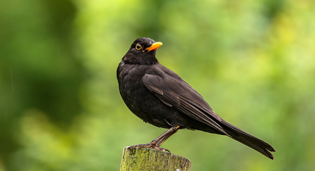 blackbird