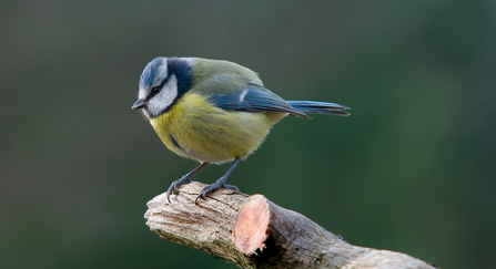 Blue tit wildlife trust