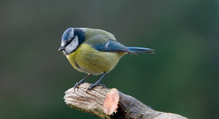 blue tit