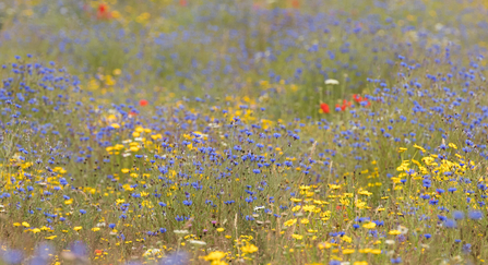 Wildflowers at Bonhurst Farm, Surrey Wildlife Trust - James Adler
