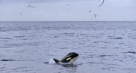An orca breaching its head out of the water, with seabirds soaring overhead