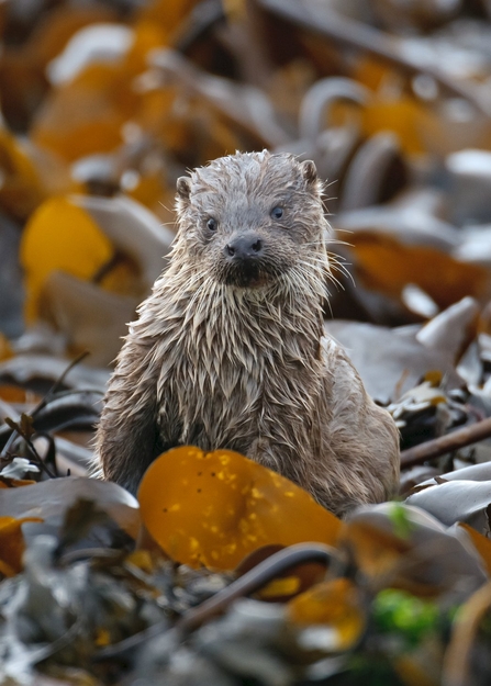 Otter in kelp