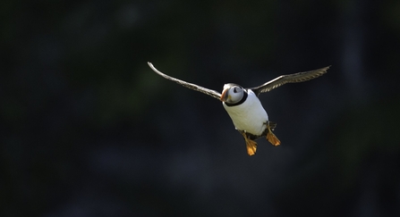 puffin