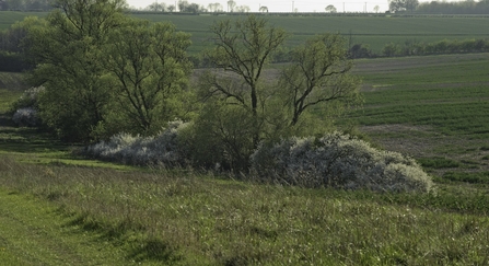 Farmland
