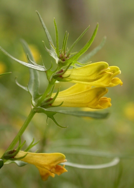 Common cow-wheat