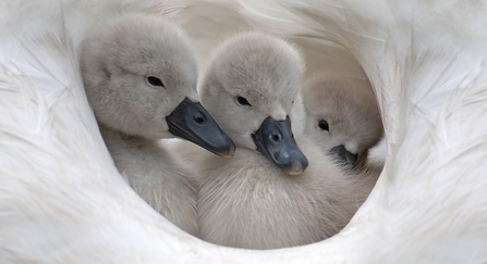 Cygnets