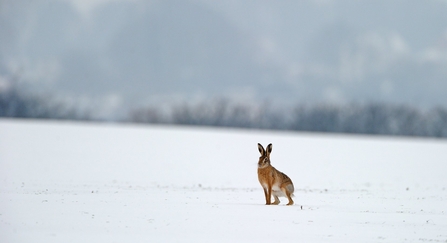 Brown hare