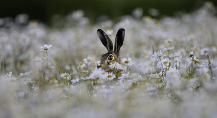 Brown Hare Lepus europaeus in Ox-eye Daisies Norfolk summer